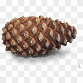 4 Pine Cone Royalty-free 3d Model - Pine Cone 3d Model Free, HD Png Download - pine cone png