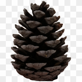 Transparent Pine Cones Png - Free Pine Cone Silhouette, Png Download - pine cone png