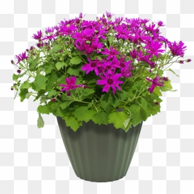 Flowers In Pots Png, Transparent Png - hanging plant png