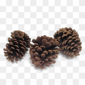 Pine Cone Png High-quality Image - Mexican Pinyon, Transparent Png - pine cone png
