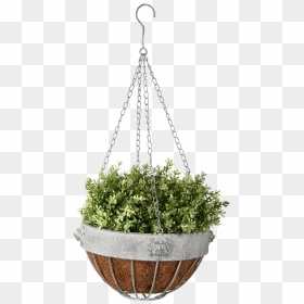 Am Lion Hanging Basket - Viseće Vaze Za Cvijeće, HD Png Download - hanging plant png