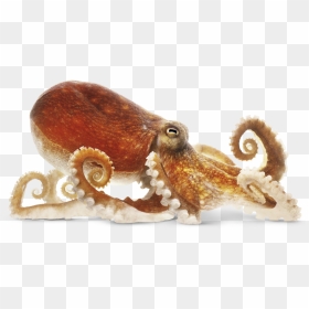 Octupus On Ground - Octopus Png, Transparent Png - ground png