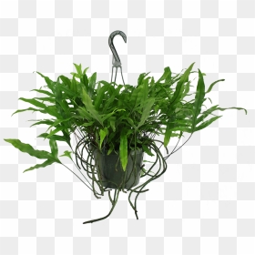 Grass, HD Png Download - hanging plant png