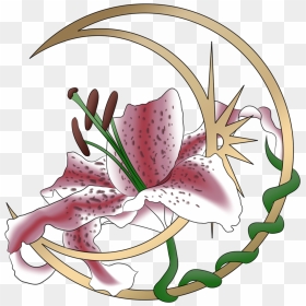 Lily Stargazer Png, Png Download - Lily 'stargazer', Transparent Png - cm punk png