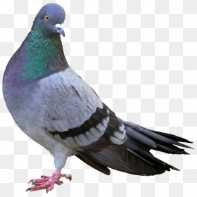 Google Pigeon Algorithm Clipart , Png Download - Google Pigeon Algorithm, Transparent Png - paloma png
