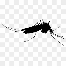 Mosquito Silhouette Clip Art - Mosquito Silhouette Transparent, HD Png Download - mosquito png
