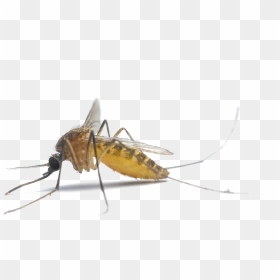 Mosquito Png Photo - Mosquito, Transparent Png - mosquito png
