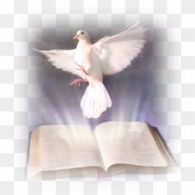 Thumb Image - Transparent Background Png Clipart Dove Holy Spirit, Png Download - paloma png