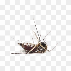Mosquito - Transparent Dead Mosquito, HD Png Download - mosquito png