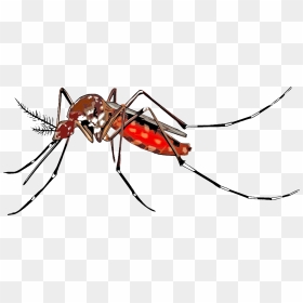 Cartoon Mosquito Spreading Aedes Aegypti Clip Arts - Aedes Aegypti Mosquito Drawing, HD Png Download - mosquito png