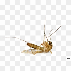 Mosquito Png Image - Dead Mosquito No Background, Transparent Png - mosquito png