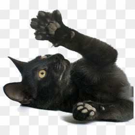 Cat Paw Png Transparent, Png Download - cat paw png