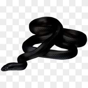 Black Mamba Snake Png, Transparent Png - ground png