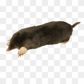Talpa Europaea Mhnt On Transparent Background - Mole Transparent Background, HD Png Download - white background png