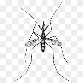 Mosquito Clip Arts - Mosquito Clipart Transparent, HD Png Download - mosquito png