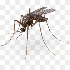 Mosquito Pest Control Royalty-free Insect - Free Insect 3d Model, HD Png Download - mosquito png