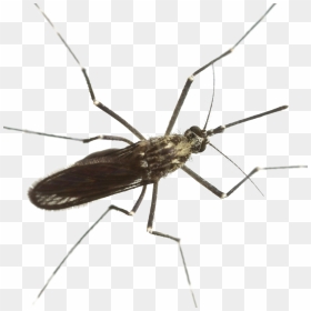 Mosquito Download Png Image - Mosquito, Transparent Png - mosquito png