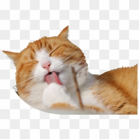 Cat Licking Paw - Cat, HD Png Download - cat paw png