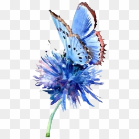 Butterfly Watercolor Art Png File - Blue Butterfly On Flower Watercolour, Transparent Png - blue watercolor png