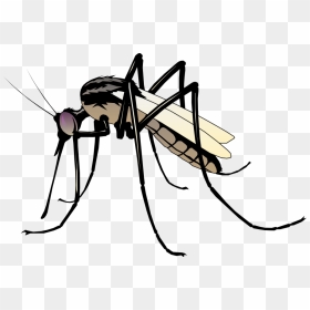 Insect 06 Free Vector 4vector - Clipart Mosquito, HD Png Download - mosquito png