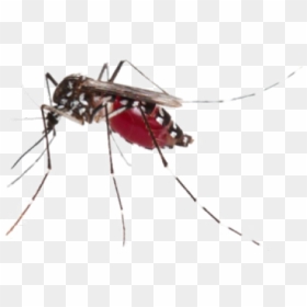 Mosquito Png Transparent Images - Hình Ảnh Con Muỗi, Png Download - mosquito png