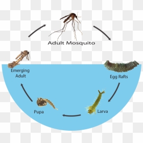 Transparent Mosquito Png - Mosquito Life Cycle Stages, Png Download - mosquito png