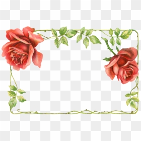 Garden Roses, HD Png Download - flower vine png