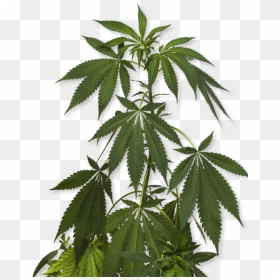 How To Order - Marijuana Png, Transparent Png - weed plant png