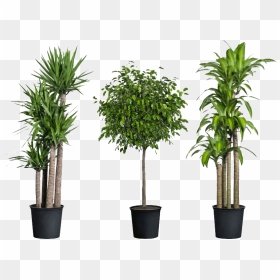 Home Depot Have House Plants , Png Download - Transparent Background Indoor Plants Png, Png Download - house plant png