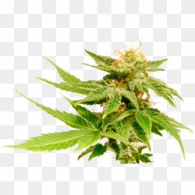 The Cannabis Plant - Growers Choice Jack Herer, HD Png Download - weed plant png