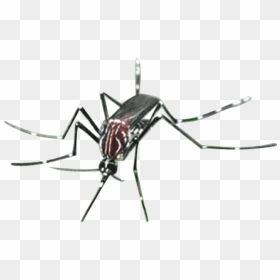 Mosquito Png Transparent Images - Citronella Oil Sri Lanka, Png Download - mosquito png