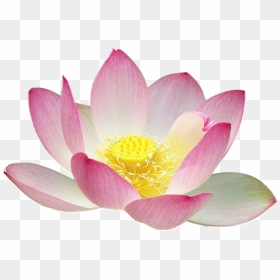 Lotus Flower Png Free, Transparent Png - flower silhouette png