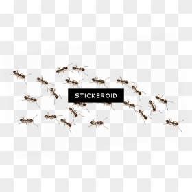 Ant Ants Insects - Pest Control, HD Png Download - mosquito png