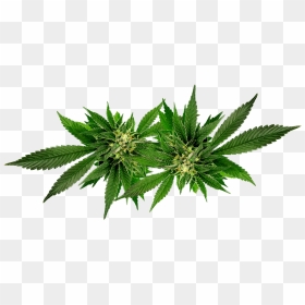 Weed Leaf Oil Png, Transparent Png - weed plant png
