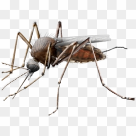 Mosquito Png Transparent Images - Mosquitoes Png, Png Download - mosquito png