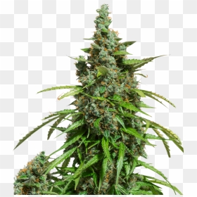 Dutch Passion Seed Auto Mazar, HD Png Download - weed plant png