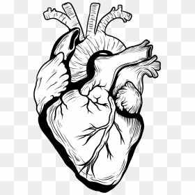 Designer Drawing Heart Transparent Png Clipart Free - Black And White Heart Drawing, Png Download - drawn heart png
