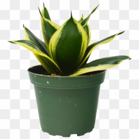 Snake Plant In Pot - Houseplant, HD Png Download - house plant png