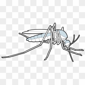 Parasitism Drawing Mosquito - Mosquito Drawing Png, Transparent Png - mosquito png