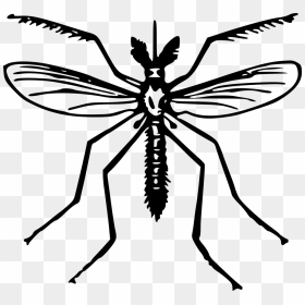Clip Art Of Mosquito, HD Png Download - mosquito png