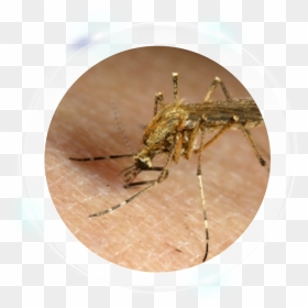 Mosquito , Png Download - Mosquito, Transparent Png - mosquito png