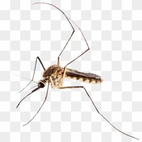 Transparent Mosquito Png - Mosquito, Png Download - mosquito png