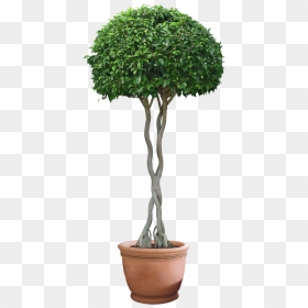 Woody Plant Png - Plant Png, Transparent Png - house plant png