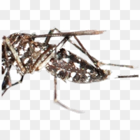 Mosquito Png Transparent Images - Disinfestazione Zanzare, Png Download - mosquito png
