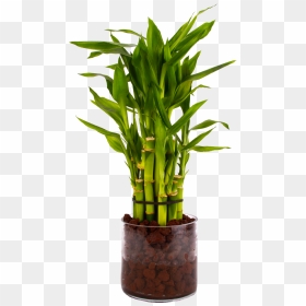 Lucky Bamboo Bamboo Plant Transparent, HD Png Download - weed plant png