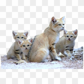Sand Cat Family , Png Download - Sand Cat, Transparent Png - flying cat png