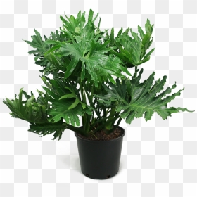 Philodendron Selloum Large - Ottoman, HD Png Download - house plant png