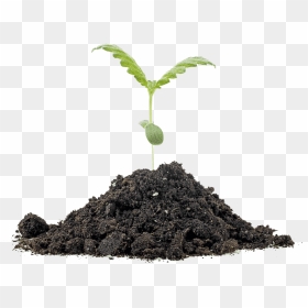 Stock Photography, HD Png Download - weed plant png
