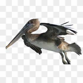 Pelecanus Occidentalis And Fishing Hook 2, HD Png Download - fishing hook png