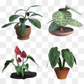 Houseplant, HD Png Download - house plant png